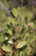 Arctostaphylos × benitoensis