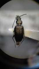 Bembidion recticolle