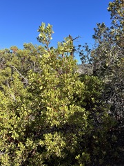 Arctostaphylos × benitoensis