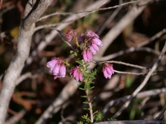 Erica tetralix