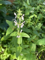 Stachys floridana