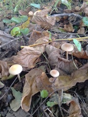 Collybiopsis peronata