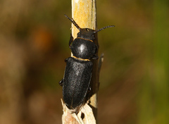 Spondylis buprestoides