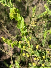 Acacia