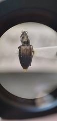 Bembidion recticolle