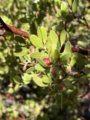 Arctostaphylos × benitoensis