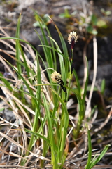 Carex bigelowii arctisibirica