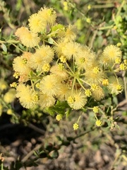 Acacia