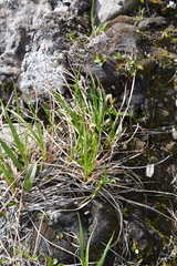 Carex bigelowii arctisibirica