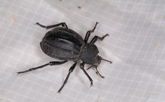 Tenebrionoidea