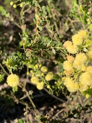 Acacia