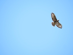 Buteo buteo