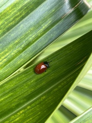 Chelymorpha cribraria