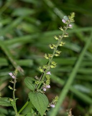 Mosla dianthera