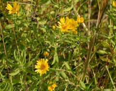 Heterotheca camporum