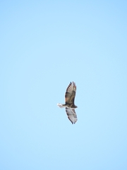 Buteo buteo