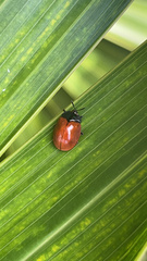 Chelymorpha cribraria