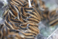 Malacosoma castrense