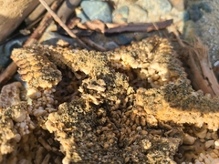 Oreaster reticulatus