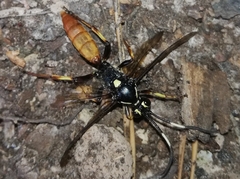 Cratichneumon