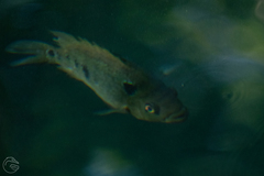 Amphilophus trimaculatus