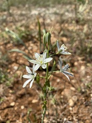 Ornithogalum narbonense