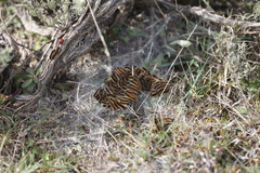 Malacosoma castrense