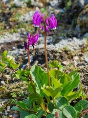 Primula frigida