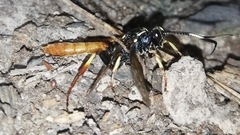 Cratichneumon