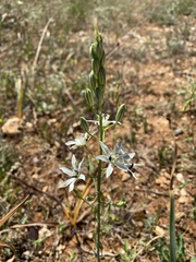 Ornithogalum narbonense