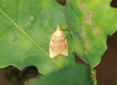 Aleimma loeflingiana