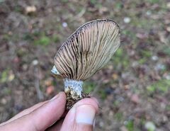 Lactarius paradoxus