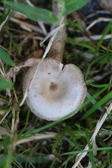 Cantharellula umbonata