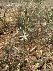 Ornithogalum narbonense