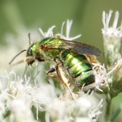 Agapostemon sericeus