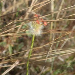 Lasiosiphon rubescens