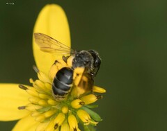 Callandrena