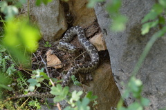 Vipera ammodytes