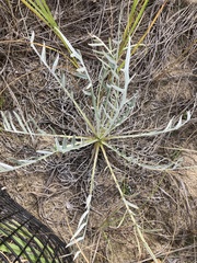 Cirsium pitcheri
