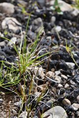 Juncus biglumis