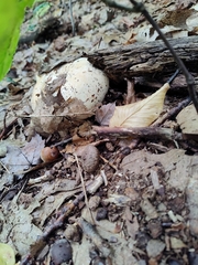 Amanita rhacopus