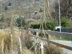 Pseudopanax crassifolius