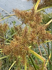 Cyperus odoratus