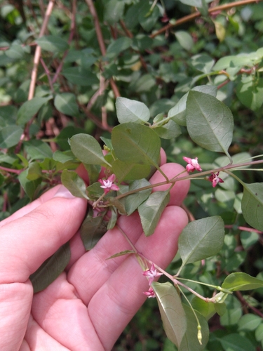Image of Fuchsia thymifolia by (c) Jordi Martínez Martínez, some rights reserved (CC BY)