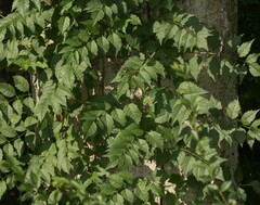 Koelreuteria paniculata