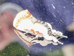 Eudryas unio