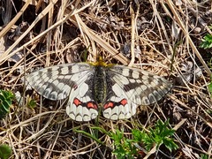 Parnassius eversmanni