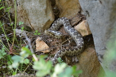Vipera ammodytes