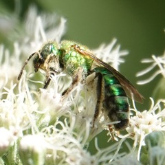 Agapostemon sericeus