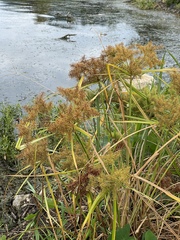 Cyperus odoratus